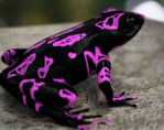the-world_s-top-10-most-amazing-frogs-6.jpg