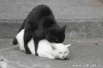 Black_On_White_Cat.jpg