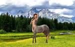 Olga Belova-horse.jpg