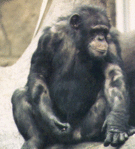 chimp2.gif