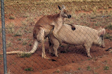 kangaroo_and_pig_love-1.jpg